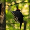 Datel cerny - Dryocopus martius - Black Woodpecker 1601